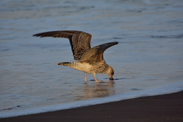 a seagull looking for her food