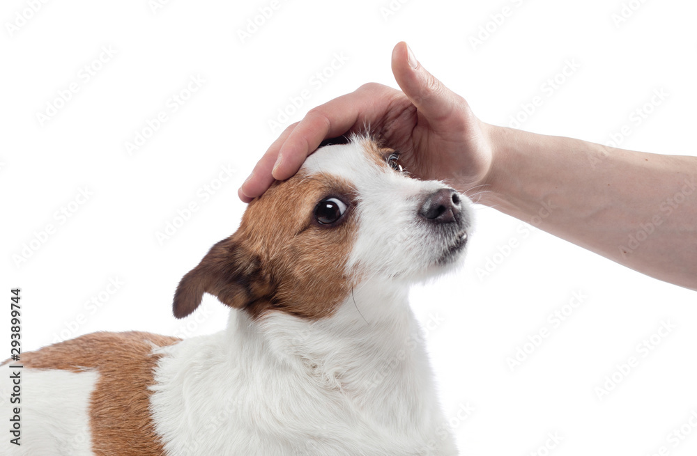 Wall mural man stroking a dog. jack russell terrier on a white background