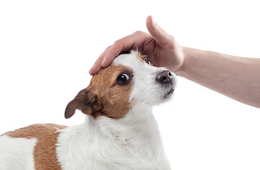 man stroking a dog. jack russell terrier on a white background