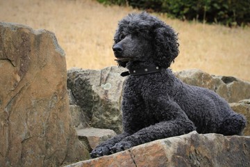 Hübscher schwarzer Großpudel auf braunen Felsen liegend. 