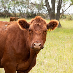 Young cattle in a pasture curious 