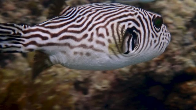 Adult narrow-lined puffer fish (Arothron manilensis) swimming in a coral reef, slow motion.