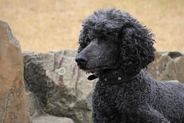 Schwarzer Hund, isoliertes Portrait 