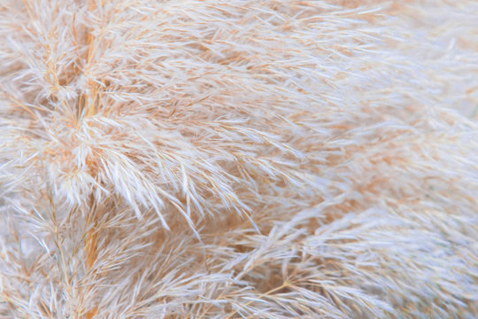 Pampean grass or cortaderia. Natural background from cortaderia.