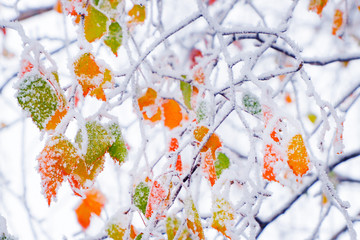Bright autumn leaves covered with the first snow.