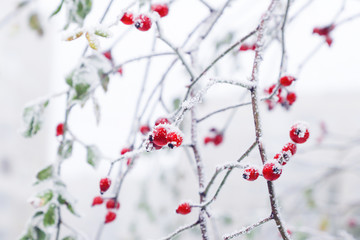 Rose hip berries covered with the first snow.