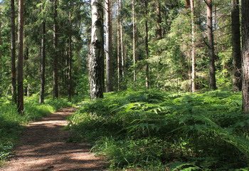 Obraz premium Traditional Baltic nature. Natural forest path. Trunks of pine trees and green fern.