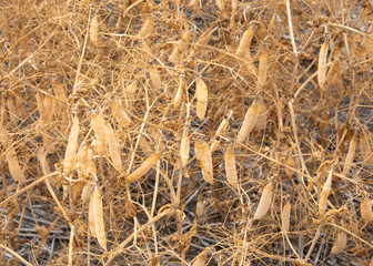 Ripe field peas crop waiting for harvest