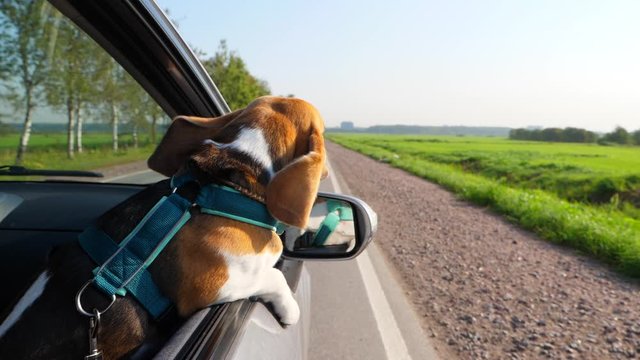 Dog with flying ears ride by car, lean out from passenger window, look forward. Slow motion shot, funny beagle ears flap on wind, view from behind. Sunny green area around old road