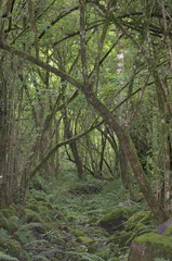A walk track through the forest, Cantabria, Spain