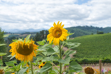 Sunflower field and cloudy blue sky near a winery.