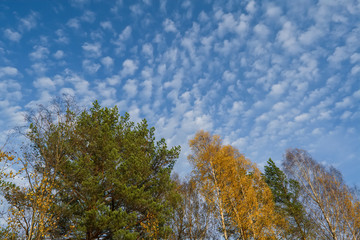 Fototapeta na wymiar Trees in autumn decoration on a background of blue sky and white clouds.