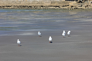 Obraz premium seagulls at mahia beach walking around