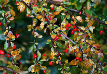 red barberry berries close up in rainy weather    
