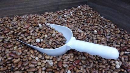 brown beans 