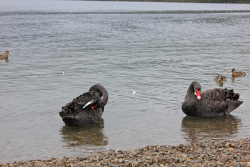 black swans in a lake on a rainy day
