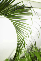 Palm tree leaves against white wall.
