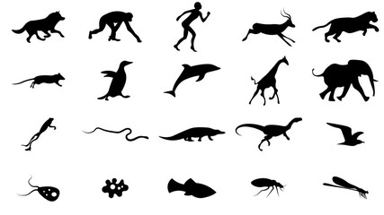 Set of animals icons vector design.  Animals icon collection. Evolution illustration