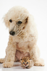 Poodle dog friend with small kitty