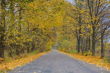Autumn countryside road. Podlachia. Poland