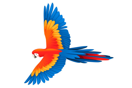 Adult parrot of red-and-green macaw Ara flying (Ara chloropterus) cartoon bird design flat vector illustration isolated on white background