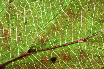 Texture Feuille Stiennon Jacques