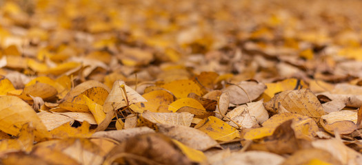 Autumn leaves. Yellow, orange leaves. Autumn background.