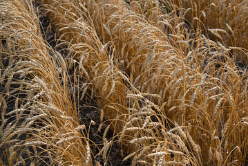 Rows of ripe wheat awaiting harvest