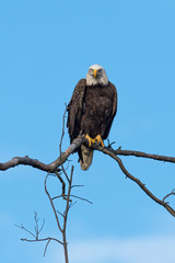 Fierce looking American Bald Eagle perched in a tree.