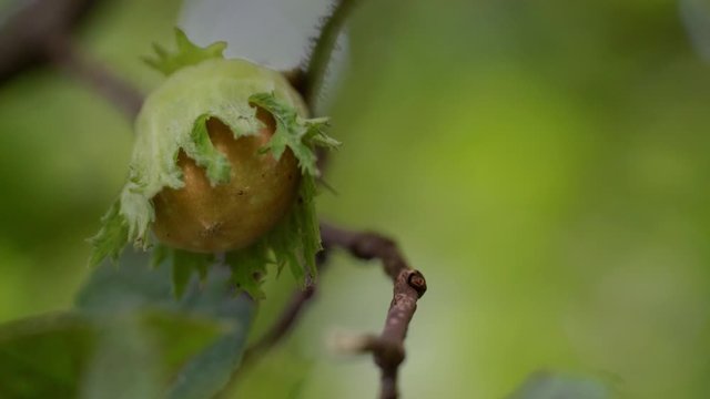 Ripening Hazelnuts on Wild Hazel tree - (4K)