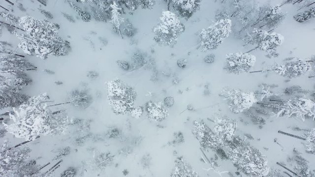 Zoom Out Flying Above Frozen Forest Under Snow. High Angle Aerial View. Northern Karelia, Russia, Paanaj&auml;rvi