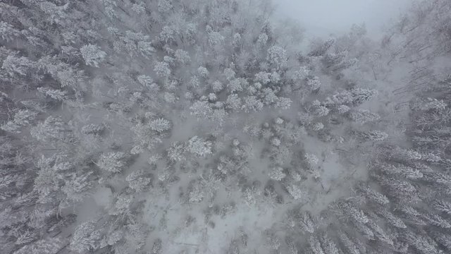 Zoom Out Flying Above Frozen Forest Under Snow. High Angle Aerial View. Northern Karelia, Russia, Paanaj&auml;rvi