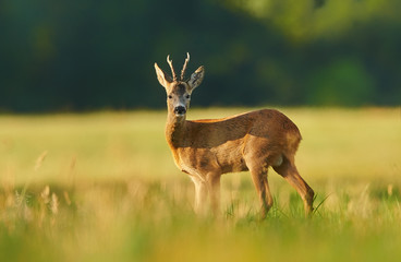 Roe deer (Capreolus capreolus) male
