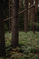 Fototapeta premium Farn im Wald