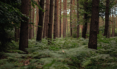 Obraz premium Farn im Wald 2