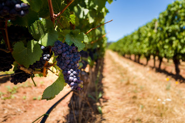 Red wine grapes growing on rows of vines at a Willamette Valley winery.