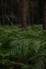 Farn im Wald 6