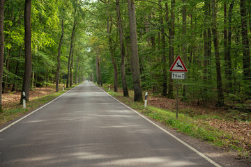 Waldstrasse und Wildwechsel