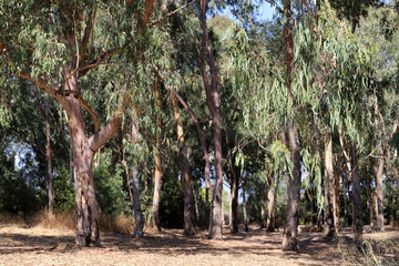 trunks of old trees in a city park in the north of Israel