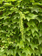 background of green leaves