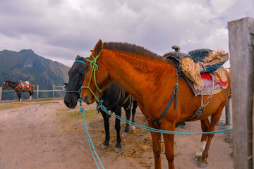 horses in the mountains at sunset