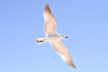 Ichthyaetus audouinii en vuelo alas abiertas.