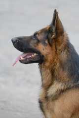 Portrait of a beautiful German shepherd