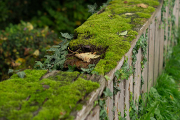 old fence in the park overgrown with moss