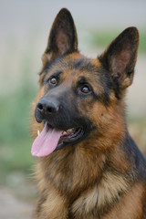 Portrait of a beautiful German shepherd