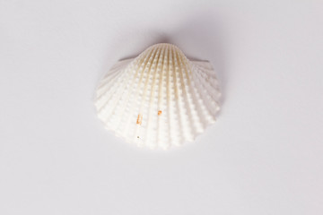Fototapeta na wymiar sea shell isolated on white background