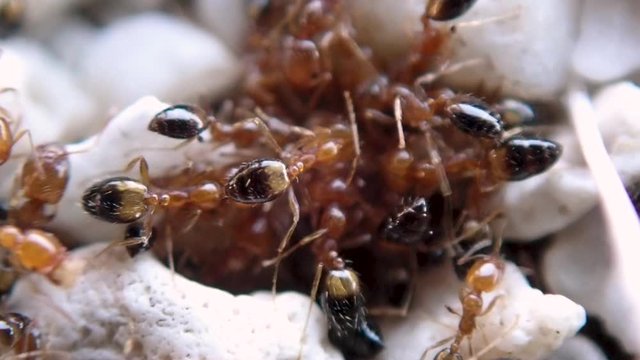 Red ants gathering food for the colony, macro.