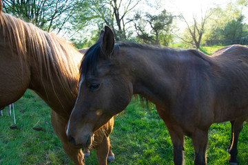 Fototapeta premium horse in the field