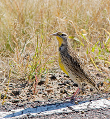 Western Meadowlark in Eastern Colorado