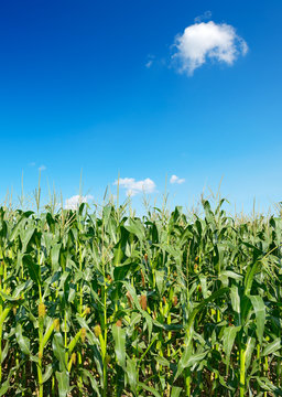 Green corn stalks on background bright blue sky.